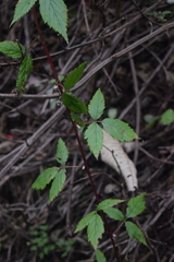 Rubus humistratus