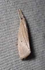 Diatraea evanescens