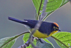 Spectacled Whitestart photo 2