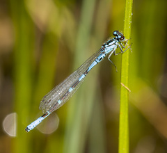 Coenagrion interrogatum