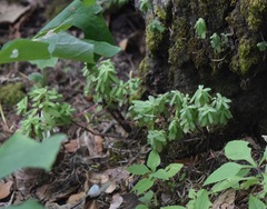 Peperomia leptophylla