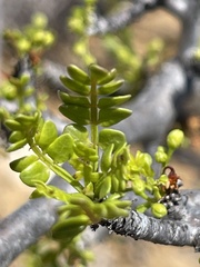 Bursera exequielii