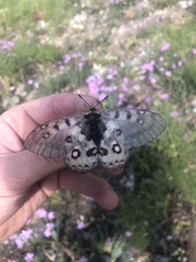 Parnassius honrathi