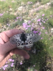 Parnassius honrathi
