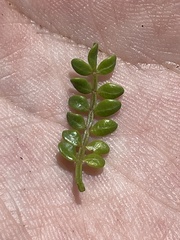Bursera exequielii