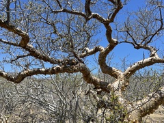 Bursera exequielii