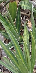 Agave univittata