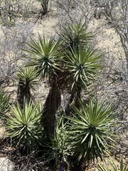 Yucca capensis