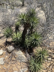 Yucca capensis