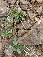 Packera heterophylla