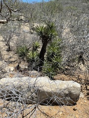 Yucca capensis