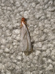 Zootermopsis nevadensis