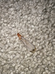 Zootermopsis nevadensis