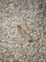 Zootermopsis nevadensis