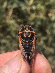 Cicadatra querula