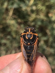 Cicadatra querula
