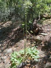 Angelica tomentosa