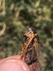 Cicadatra querula
