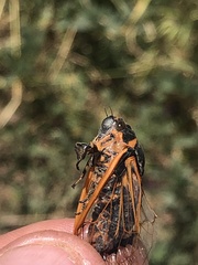 Cicadatra querula