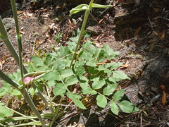 Angelica tomentosa