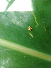 Amida tricolor
