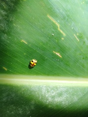 Amida tricolor