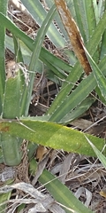Agave univittata