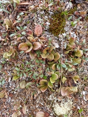 Pyrola rotundifolia