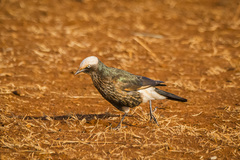 Lamprotornis albicapillus