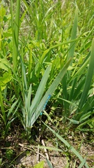 Iris × hybrida