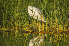 Egretta garzetta