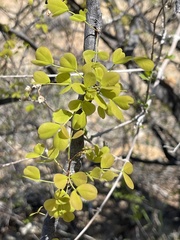 Haematoxylum brasiletto