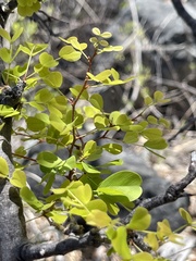 Haematoxylum brasiletto