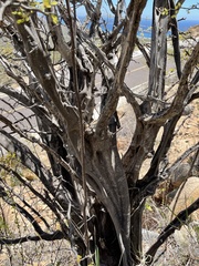 Haematoxylum brasiletto