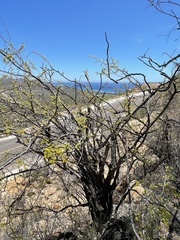 Haematoxylum brasiletto