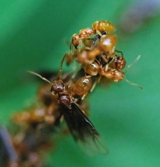 Lasius subumbratus