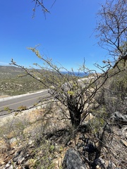 Haematoxylum brasiletto