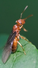 Lasius subumbratus