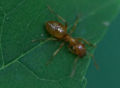 Lasius subumbratus