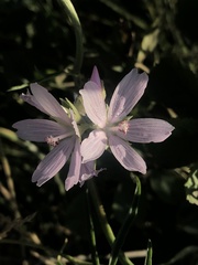 Sidalcea campestris