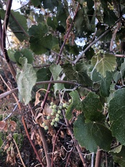 Vitis californica
