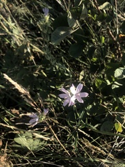 Sidalcea campestris