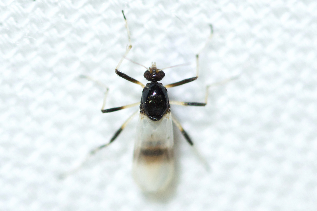 Probezzia albitibia