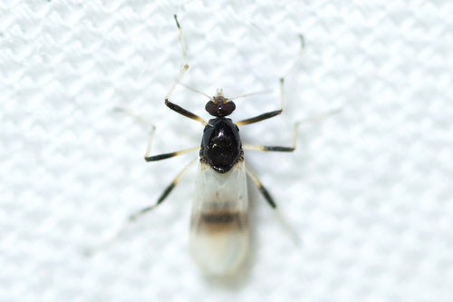 Probezzia albitibia