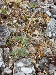 Artemisia furcata