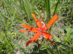 Silene fulgens