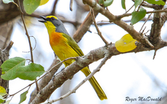 Telophorus sulfureopectus