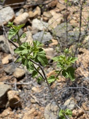 Hibiscus ribifolius