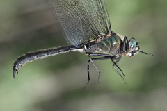 Somatochlora sahlbergi