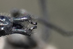 Somatochlora sahlbergi